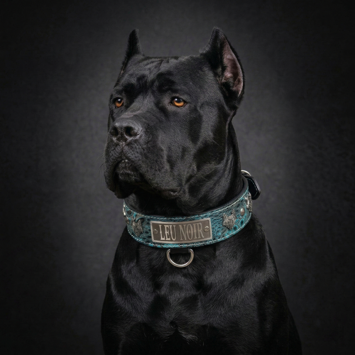 Black dog wearing a teal collar with 'LEU NOIR' branding on a dark background
