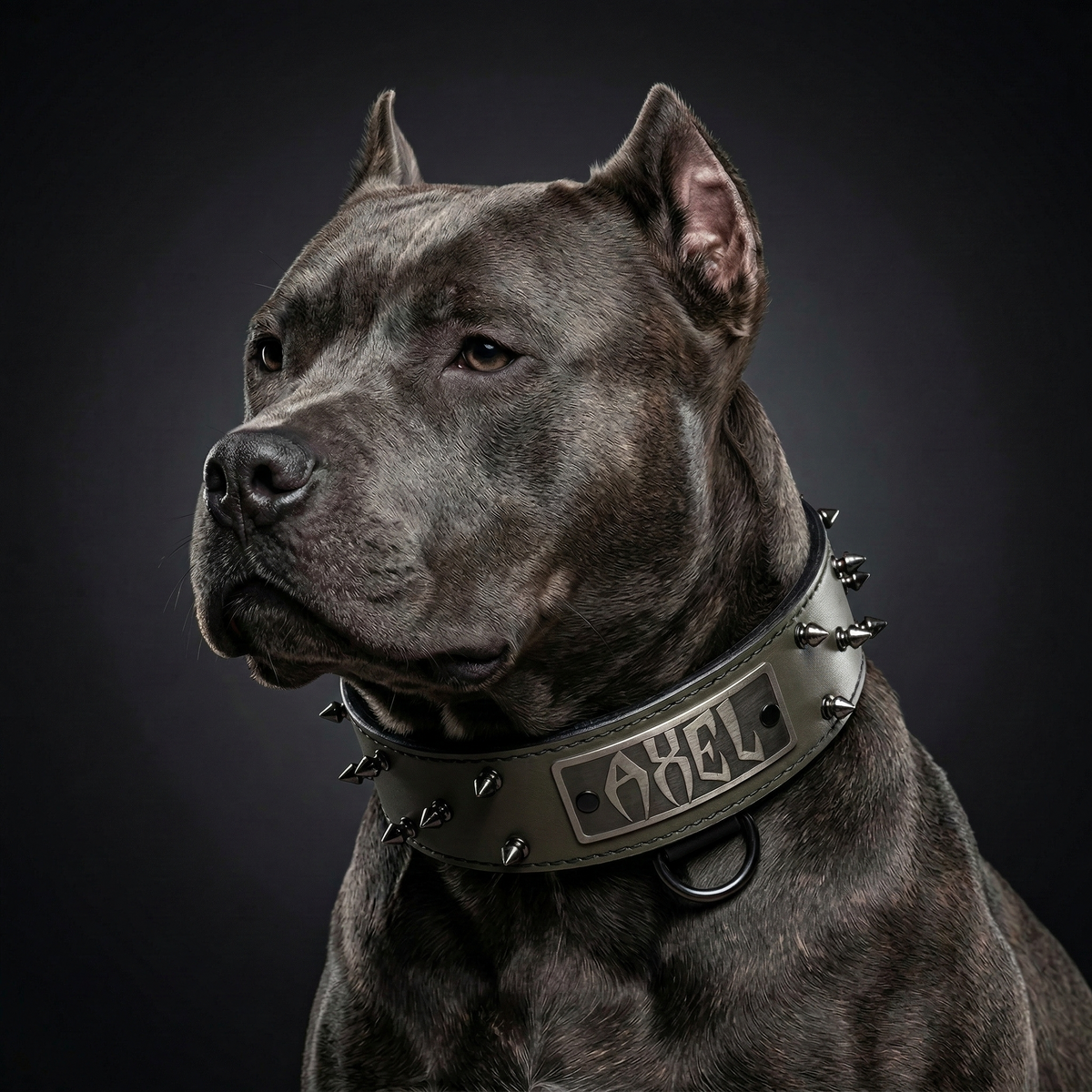 Dog wearing a spiked collar with 'AXEL' on a dark background