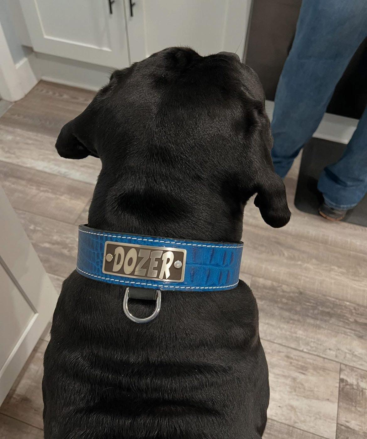 N15 - Collar de cuero para perros de 2" de ancho con placa de identificación