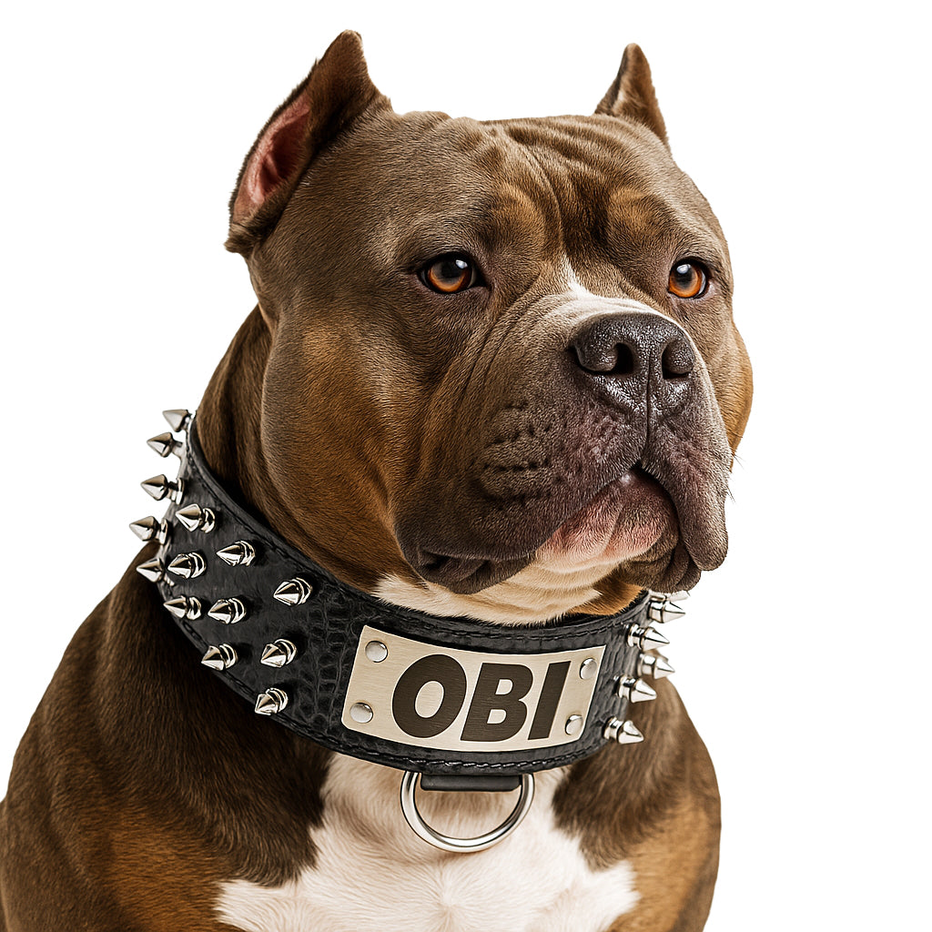 Dog wearing a spiked collar with 'OBI' on a white background