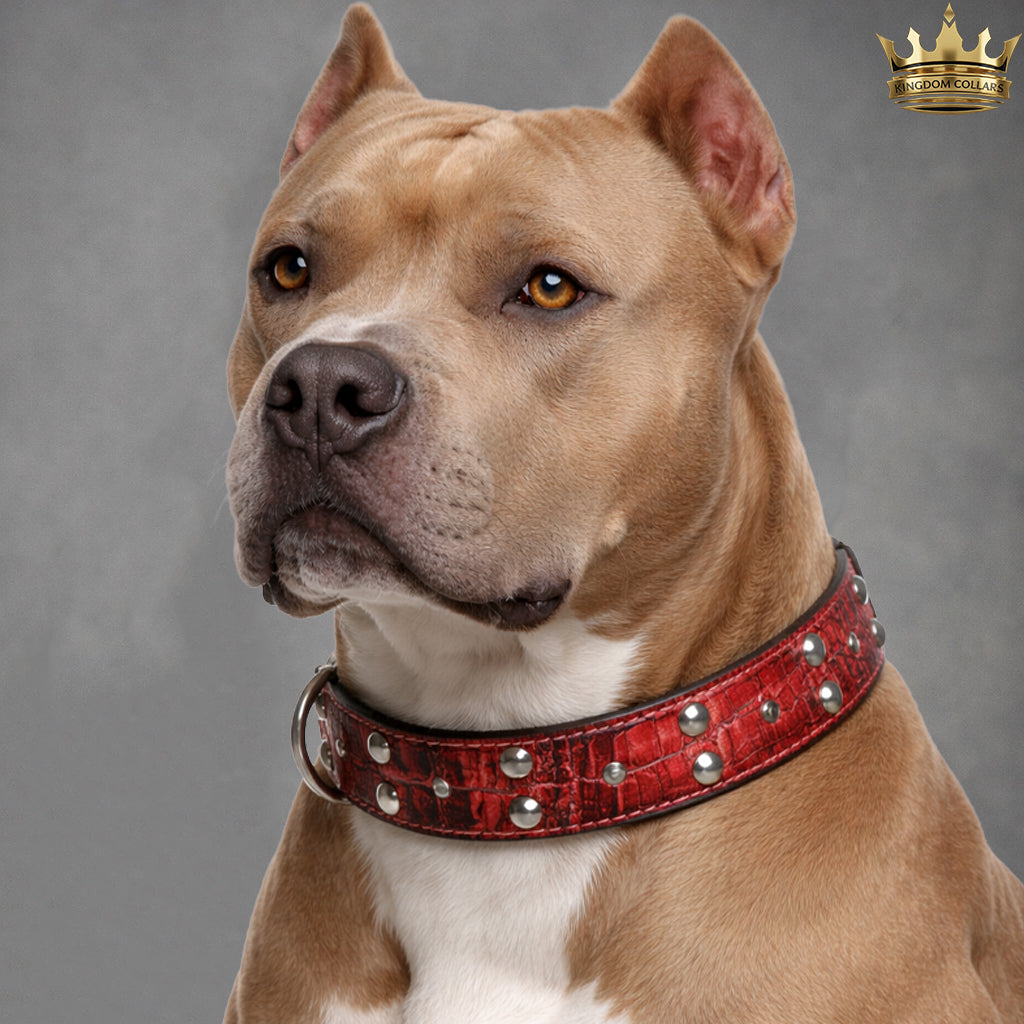 Dog wearing a red collar with silver studs on a gray background