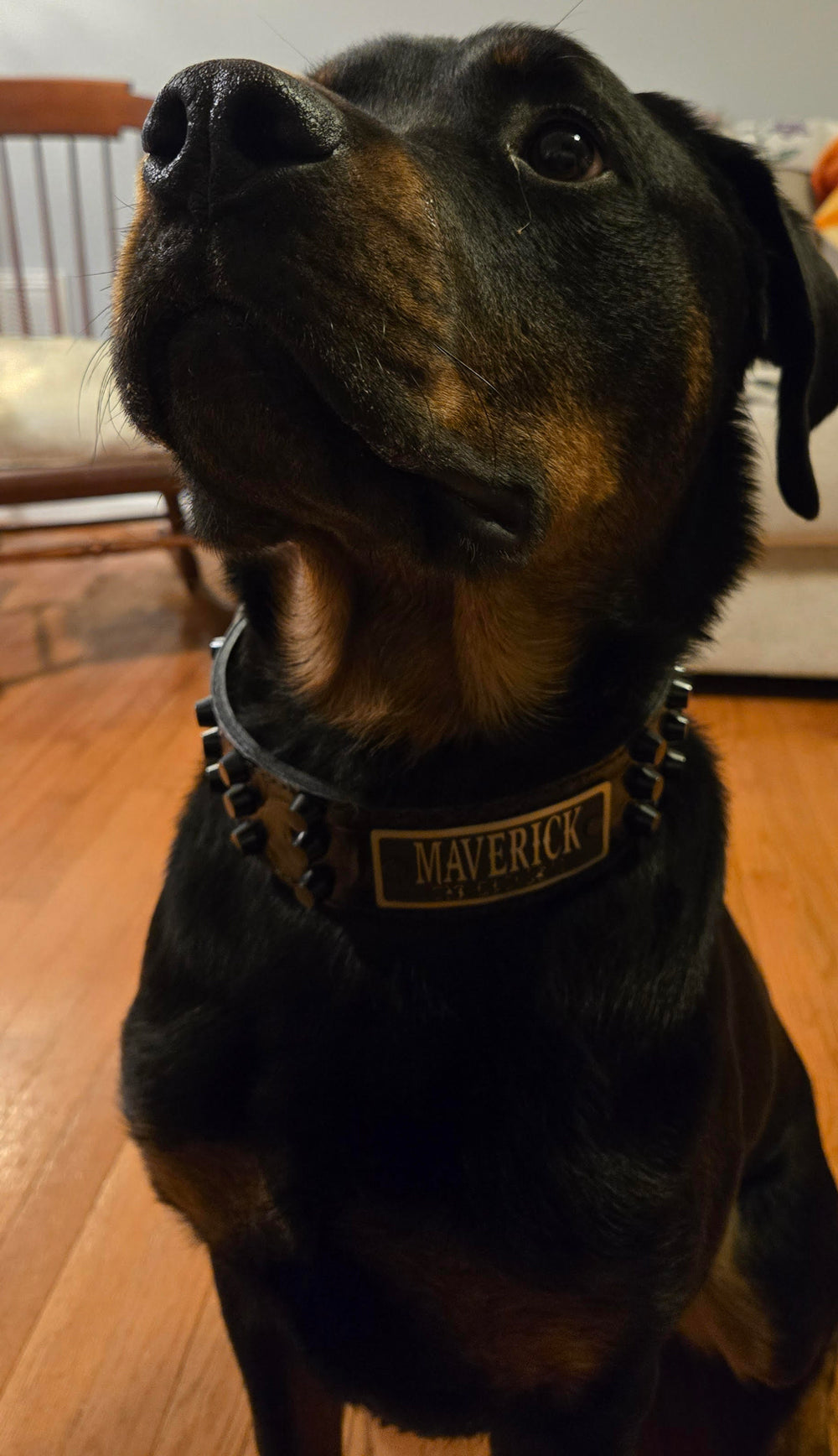 W48 - 2" Wide Personalized Leather Dog Collar with Bucket Studs