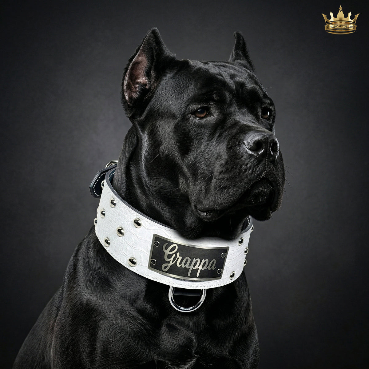 NX3 - 2.5"–3" Wide Personalized Italian Leather Studded Dog Collar | Dome Studs