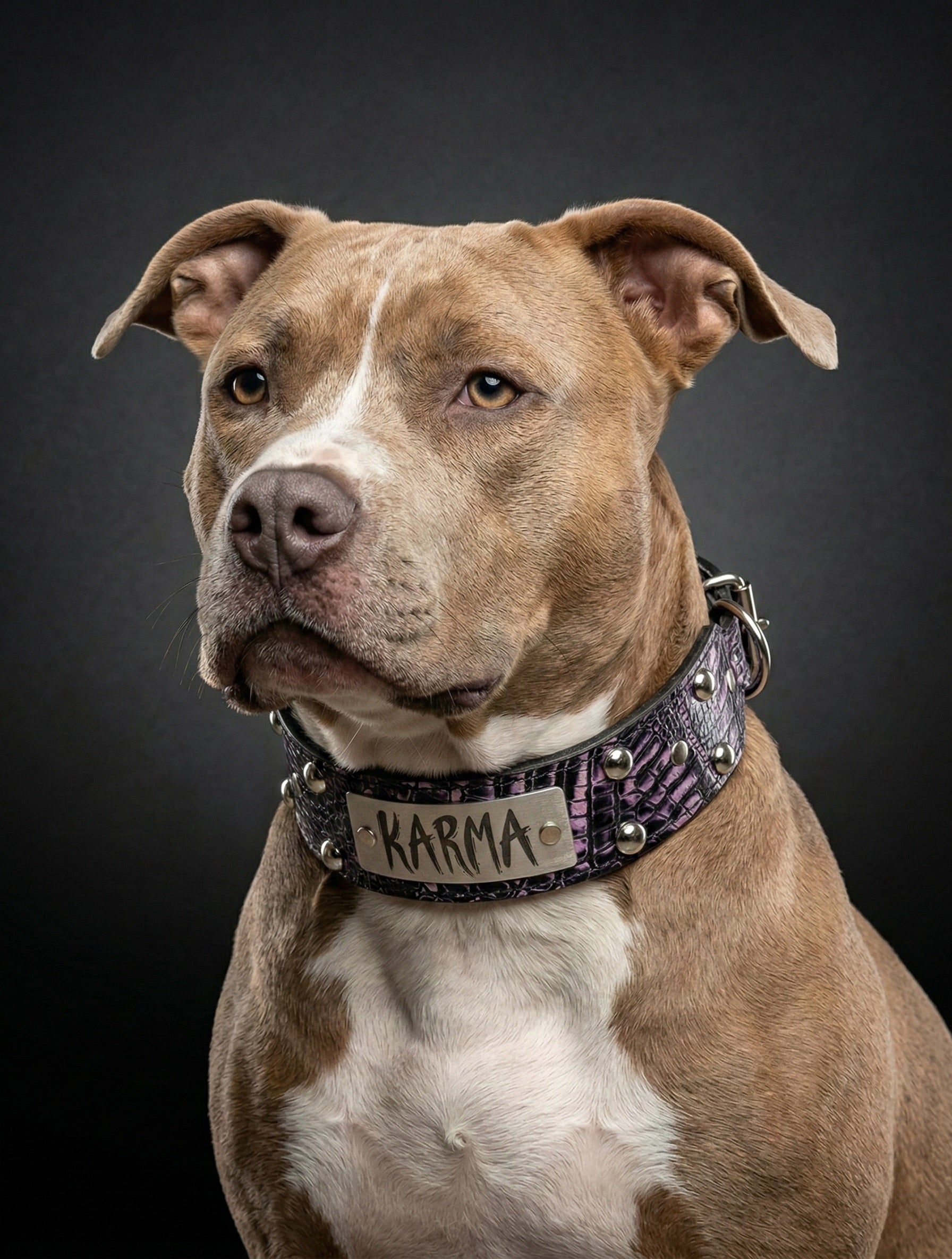 Custom Tapered Leather Dog Collar - Dome Studs, Rivets & Engraving