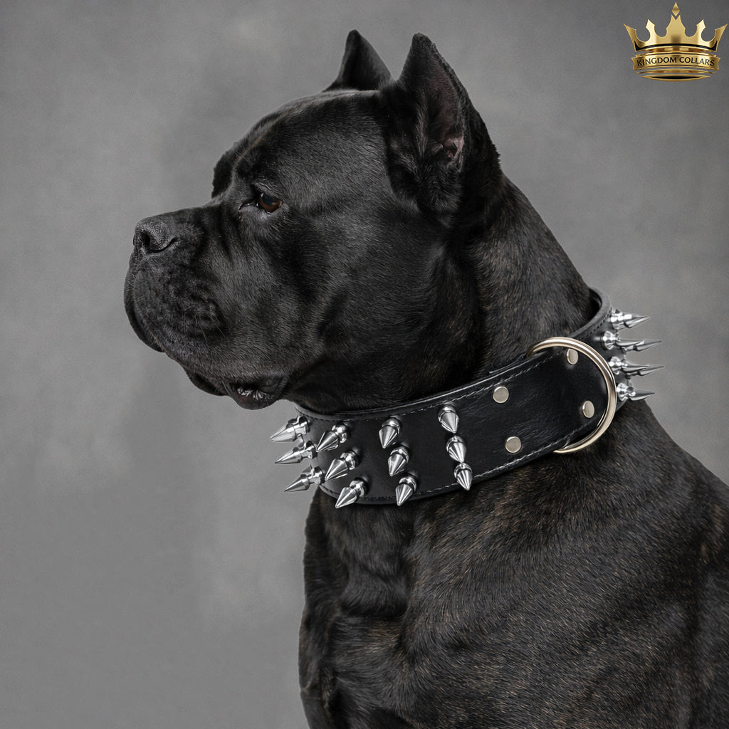Black dog wearing a spiked leather collar on a gray background