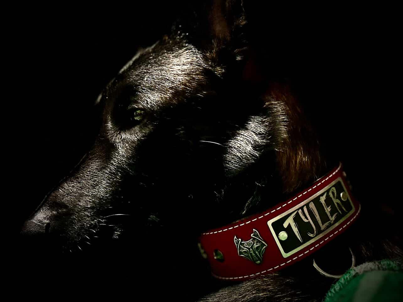 Collar para perro de cuero con púas hexagonales de 2" W4