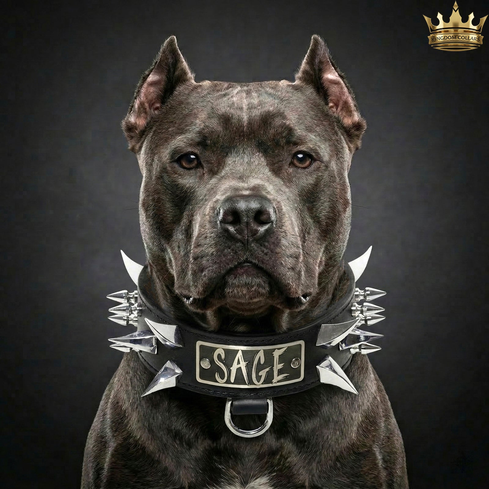 WN14 - Collar de cuero para perros de 2" de ancho con púas y placa con nombre