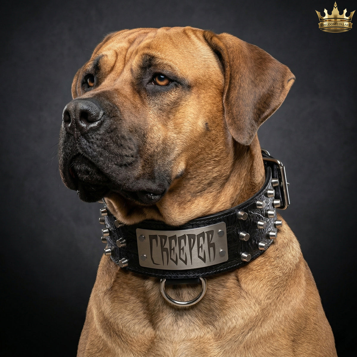 XN1 - Collar de cuero para perro de 3" de ancho con placa de identificación personalizada y tachuelas