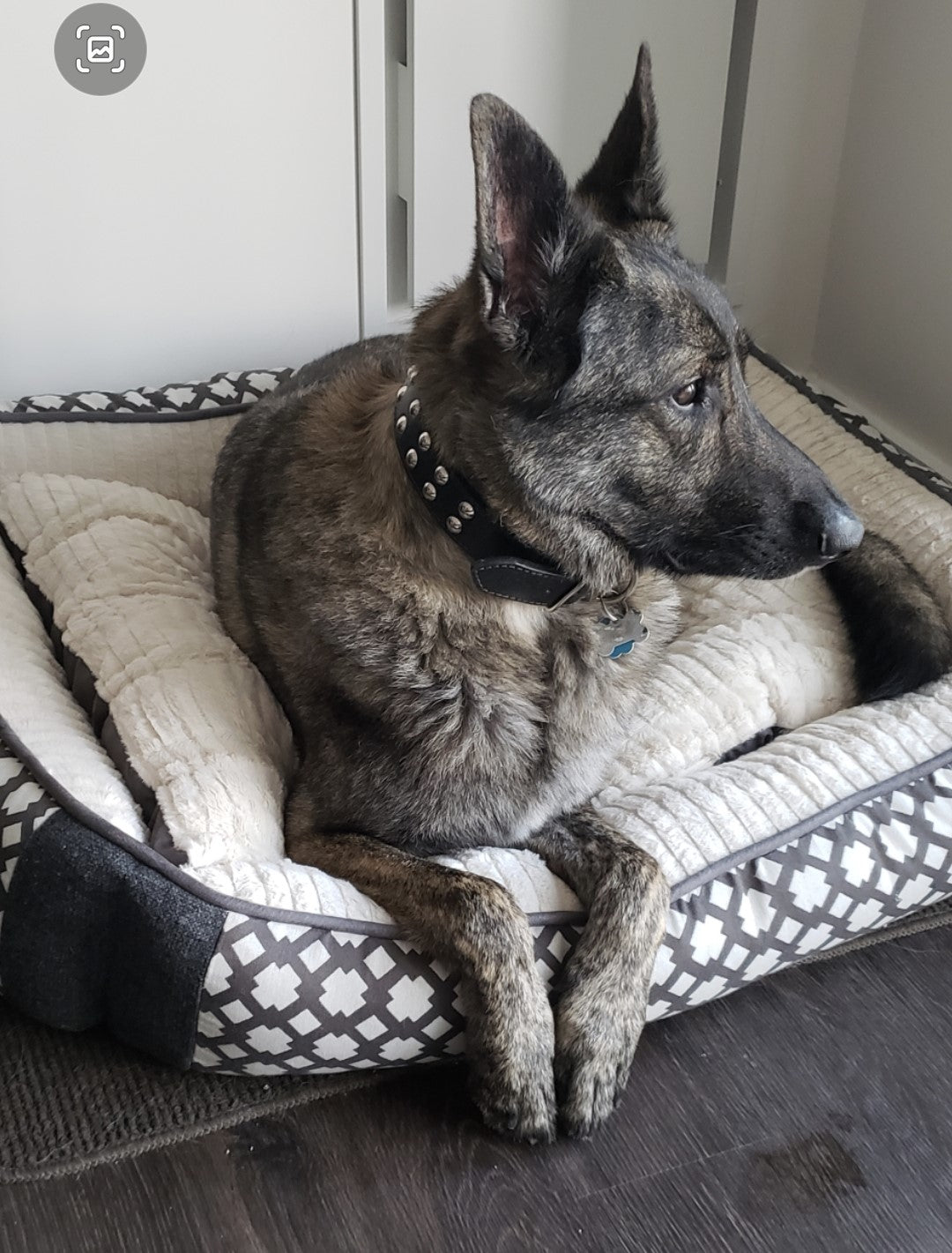 V6 - Collar para perros de cuero con tachuelas de 1 1/2"