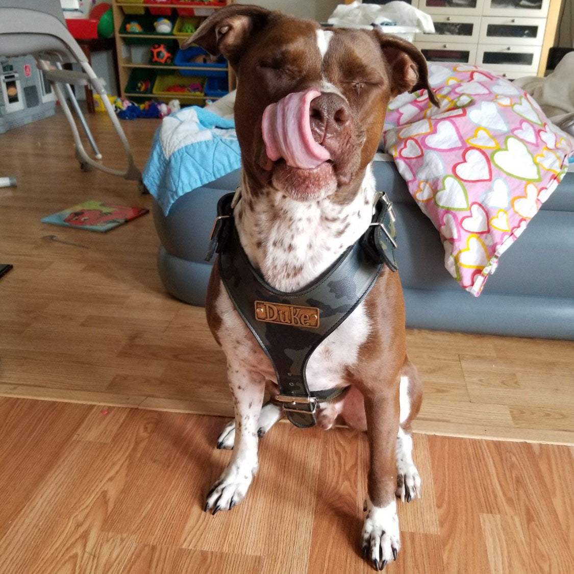 NH4 - Arnés de cuero personalizado para perros 