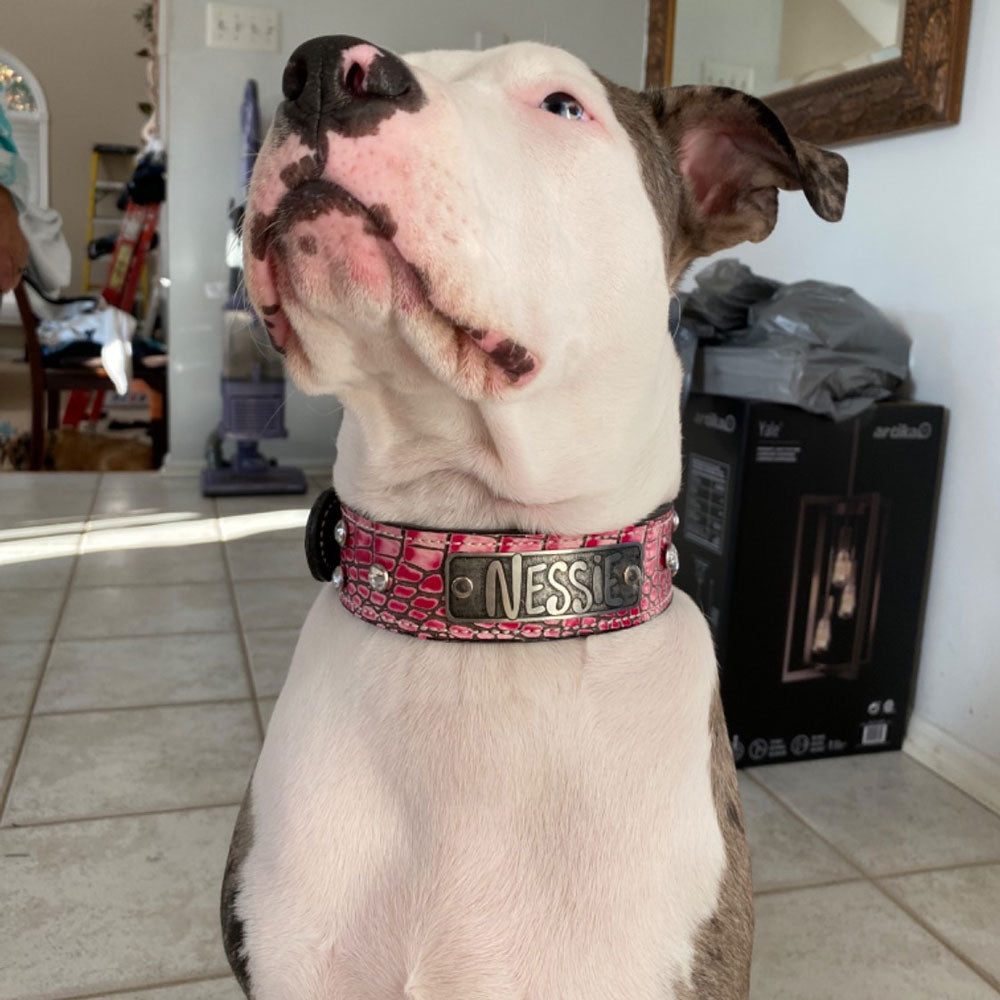 N11 - 1 1/2" placa de identificação coleira de cachorro de couro com pedras preciosas