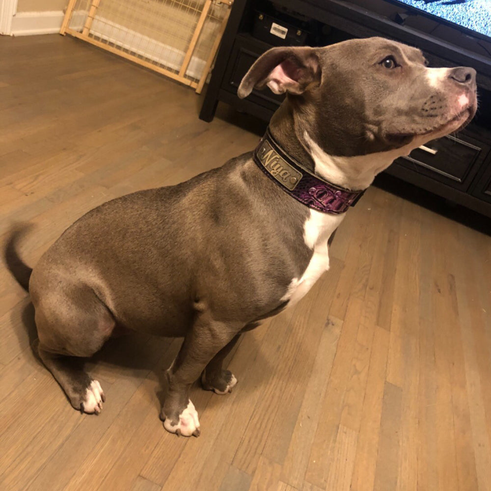 N11 - 1 1/2" placa de identificação coleira de cachorro de couro com pedras preciosas