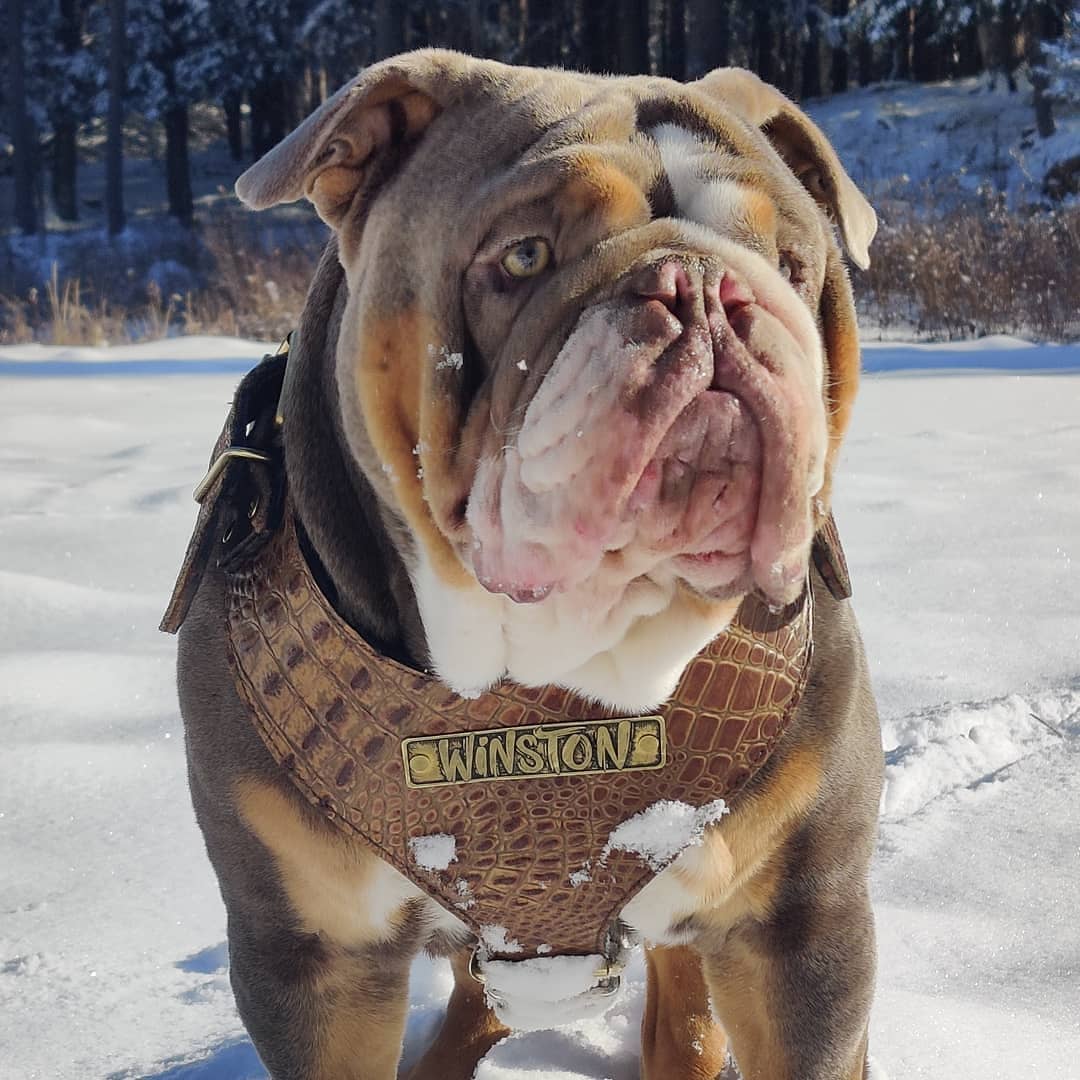 NH4 - Arnés de cuero personalizado para perros 