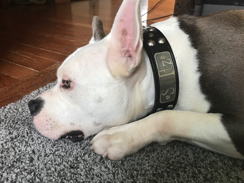 N10 - Collar de cuero para perro de 1,5" de ancho con placa de identificación personalizada y tachuelas