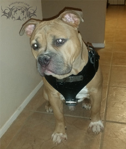 NH4 - Name Plate Leather Dog Harness - 10