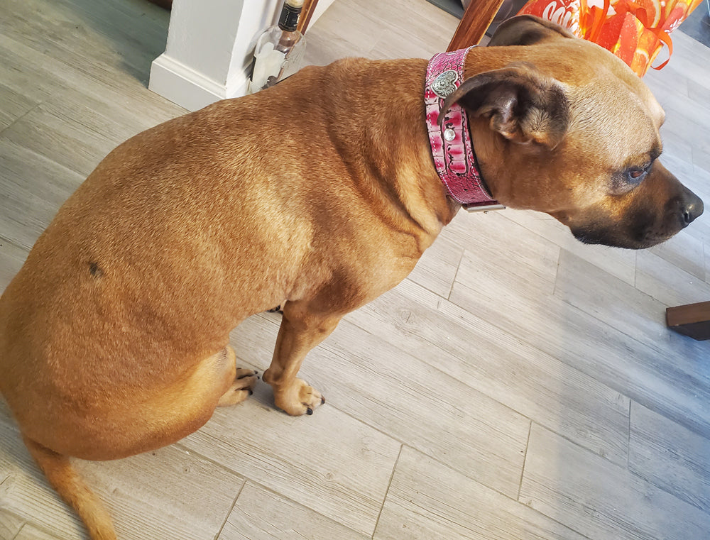 V28 - Collar de cuero con corazones y gemas de 1 1/2"