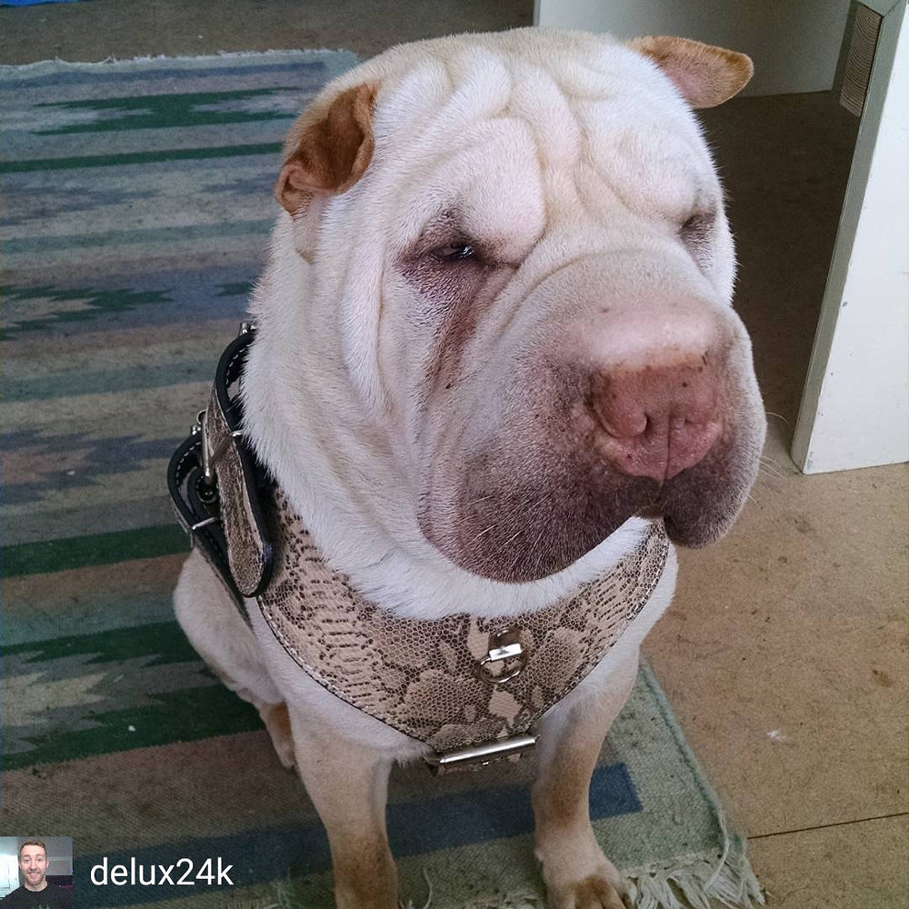 H1 - Arnés de cuero para perros hecho a medida