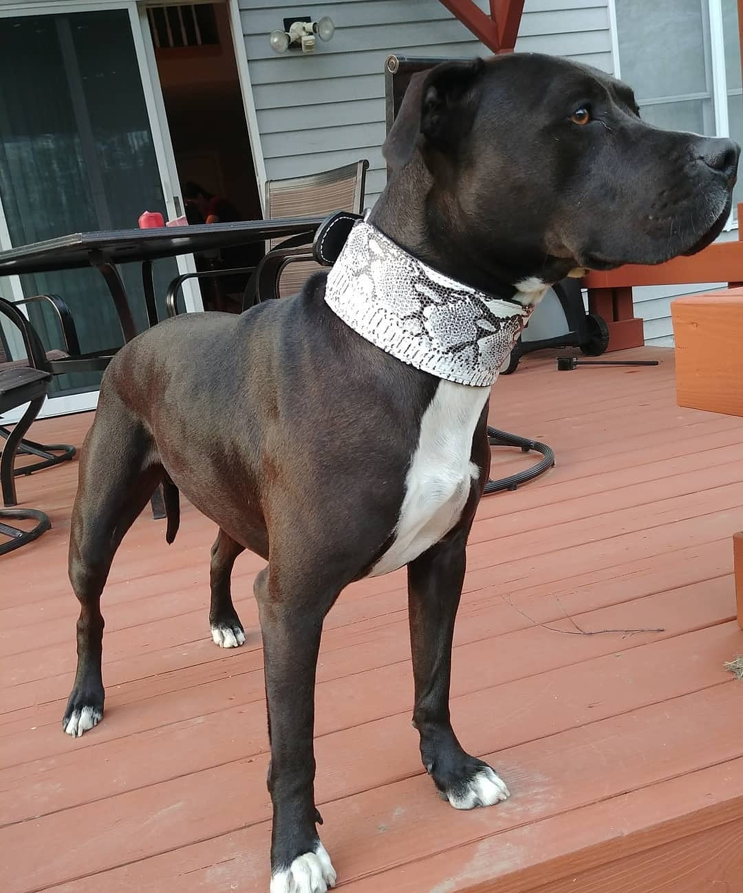 X1 - 3" Wide Leather Dog Collar