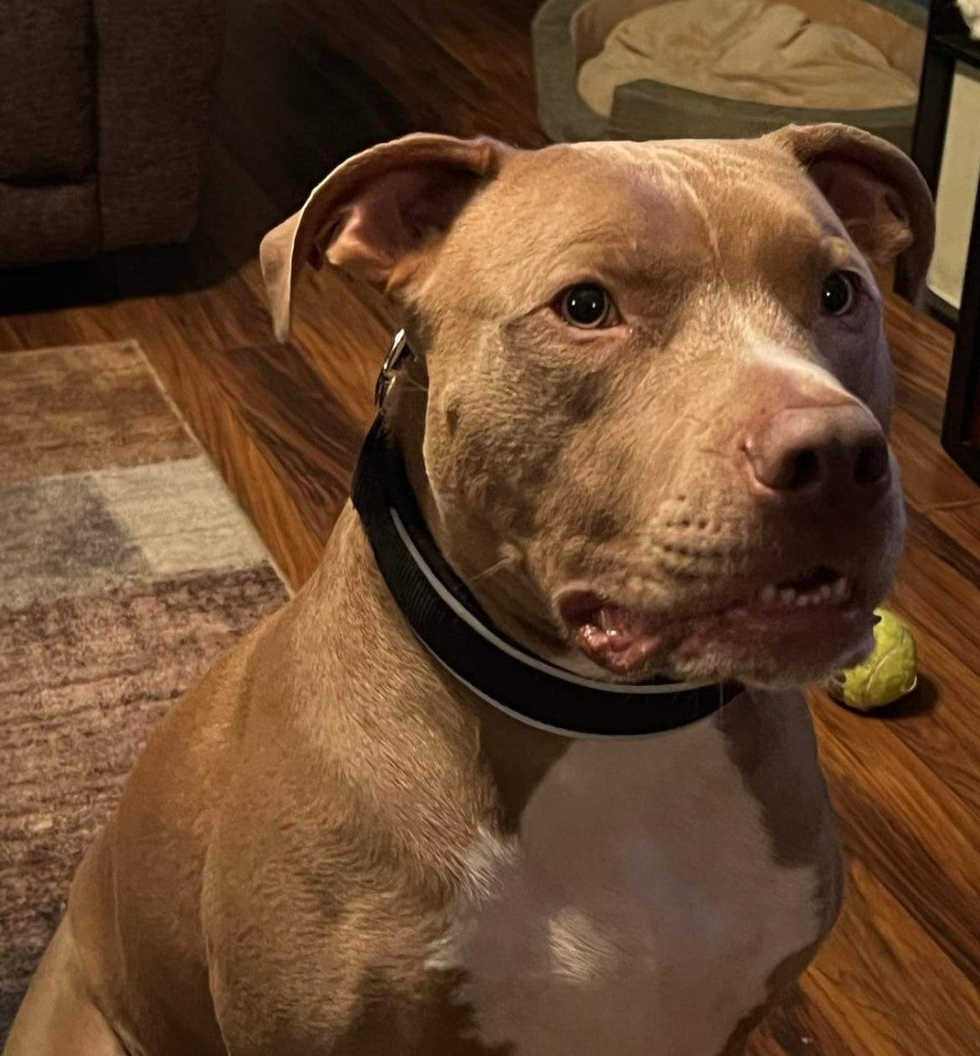 Collar de nailon negro tipo martingala para perros (deslizante) - 1,5" (4 cm)