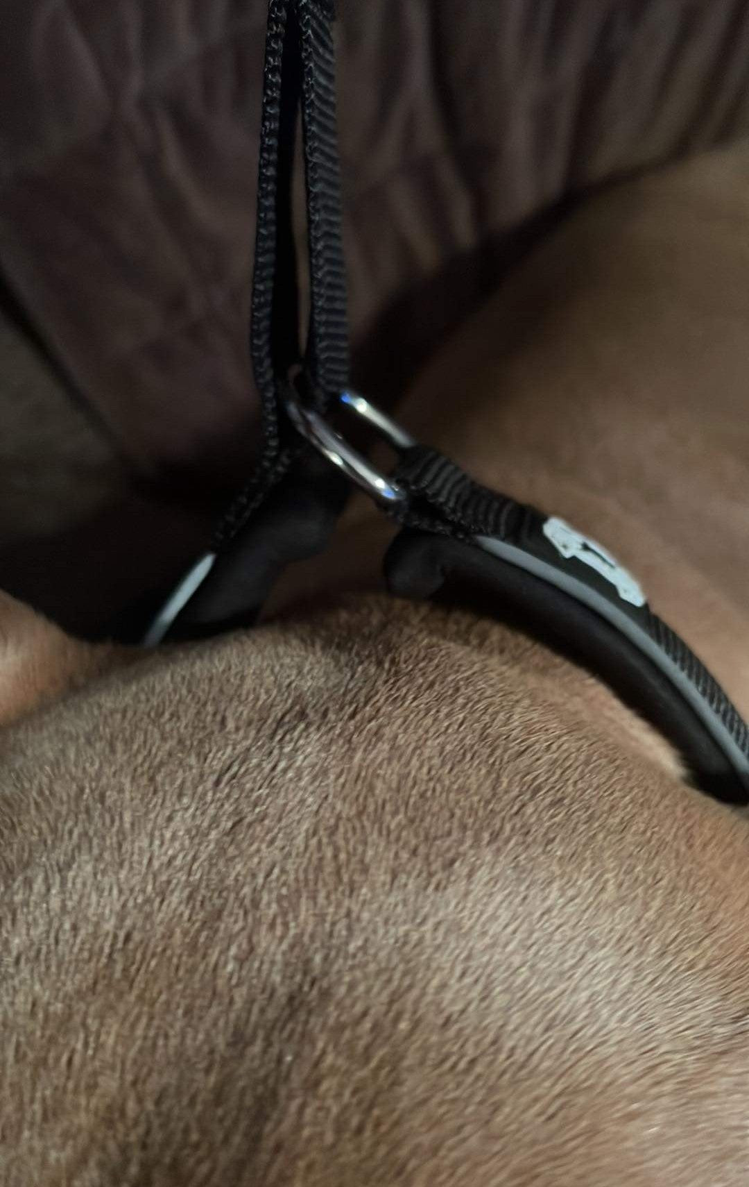 Collar de nailon negro tipo martingala para perros (deslizante) - 1,5" (4 cm)