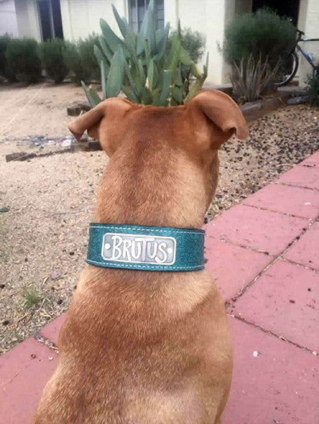 N15 - Collar de cuero para perros de 2" de ancho con placa de identificación