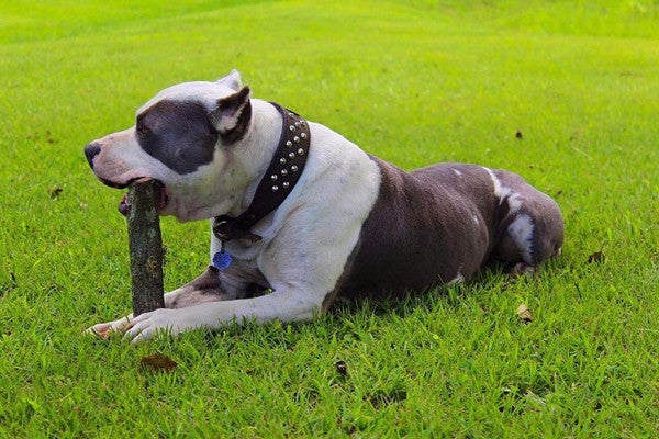 N5 - 2" Wide Tapered Personalized Leather Dog Collar with Studs