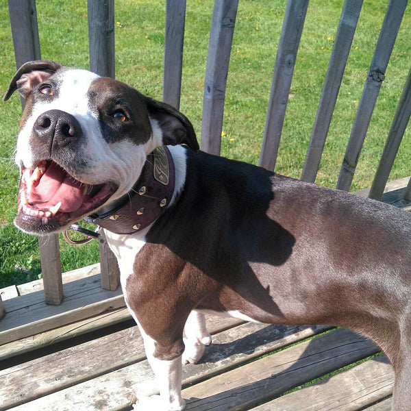 NX33 - Collar de cuero para perros de 3" de ancho con placa de identificación personalizada y tachuelas