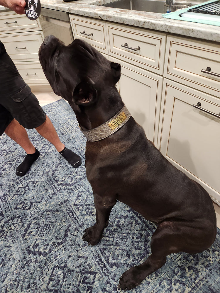 N15 - Collar de cuero para perros de 2" de ancho con placa de identificación