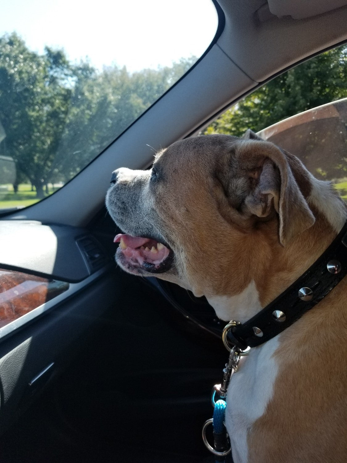 Collar de cuero para perros con placa de identificación, collar con tachuelas de 1 pulgada de ancho - NU3