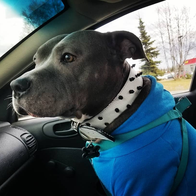 V37 - Collar de cuero con pinchos para perros de 1,5" 