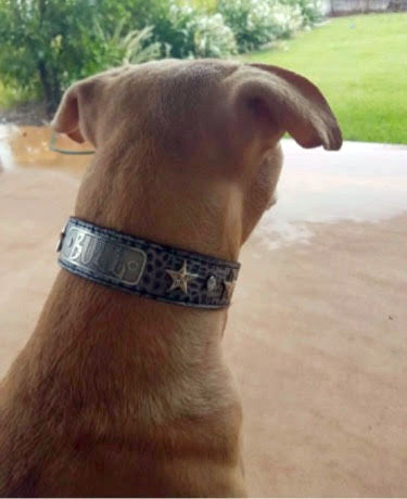 V42 - Collar de cuero para perro personalizado con estrellas de 1,5" de ancho y gemas
