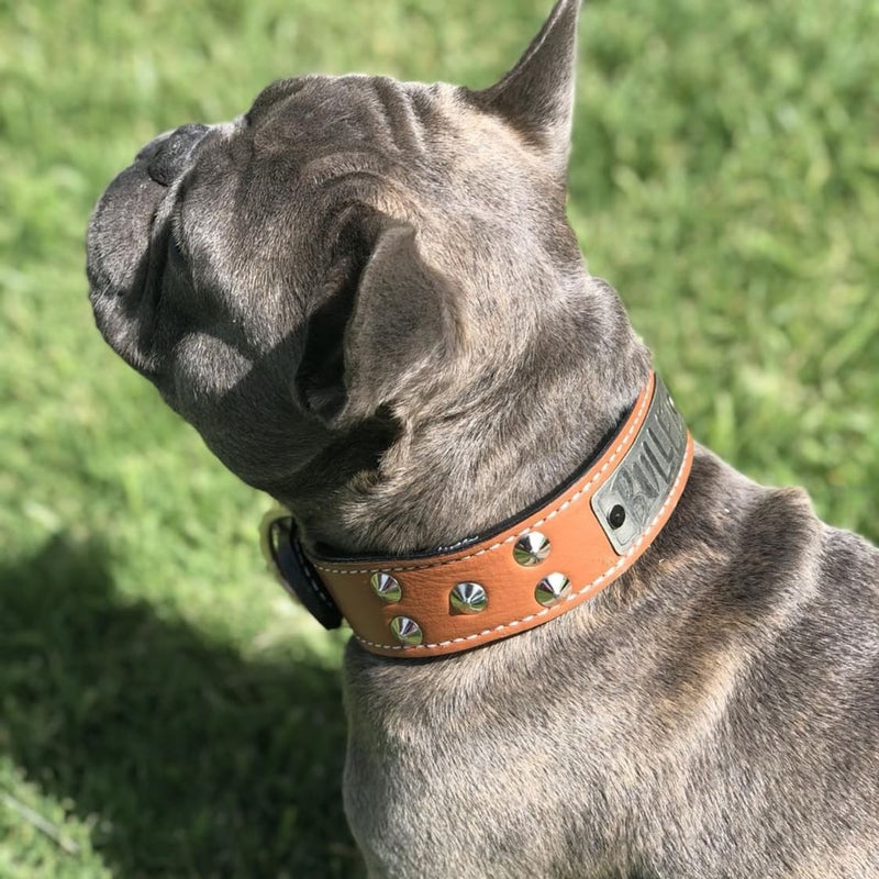 VN1 - 1.5" Wide Personalized Leather Dog Collar with Cone Studs