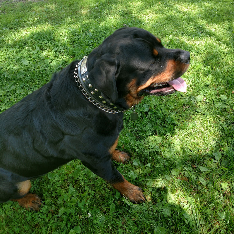 VN1 - 1.5" Wide Personalized Leather Dog Collar with Cone Studs