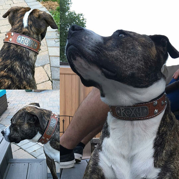 VN1 - 1.5" Wide Personalized Leather Dog Collar with Cone Studs