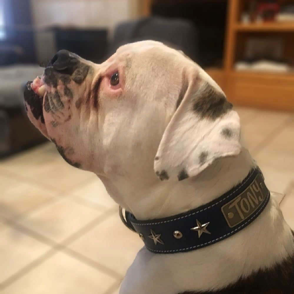 W39 - Coleira de cachorro de couro personalizada de 2" com estrelas e tachas