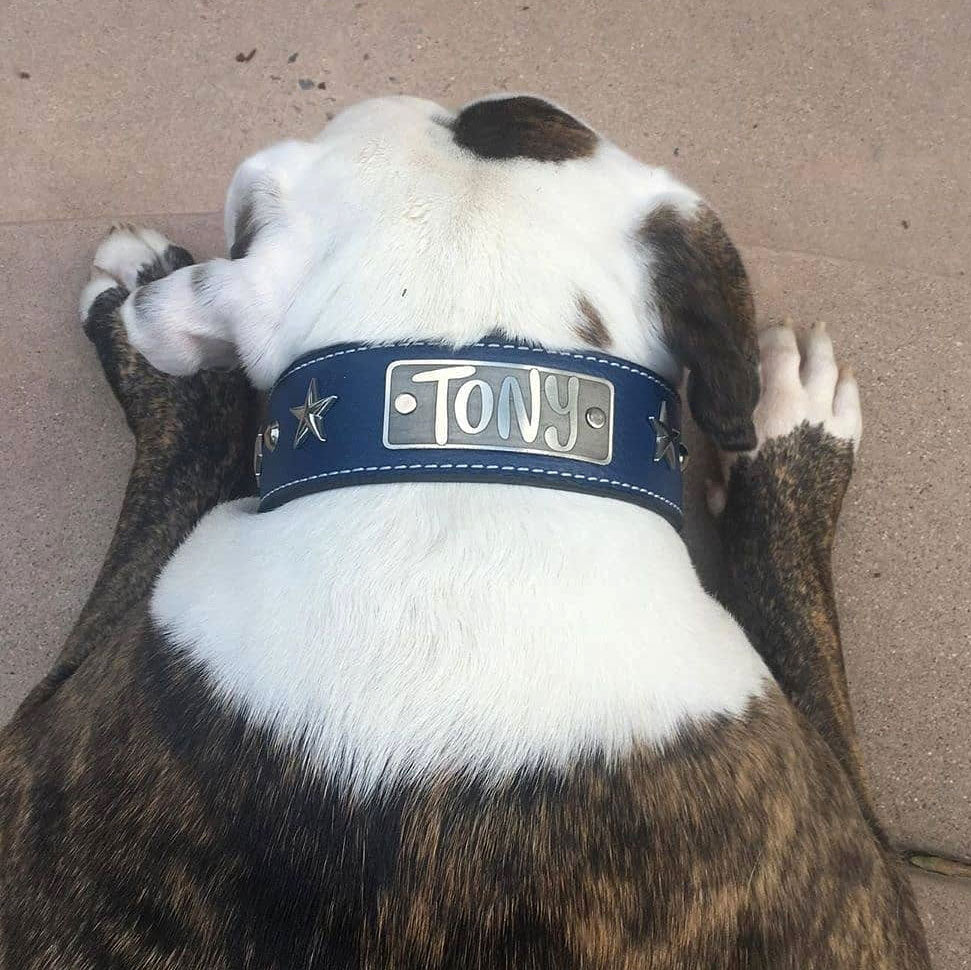 W39 - Coleira de cachorro de couro personalizada de 2" com estrelas e tachas