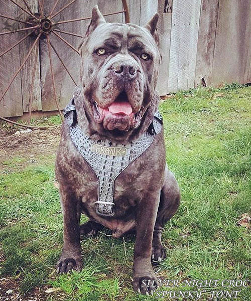 NH4 - Arnés de cuero personalizado para perros 