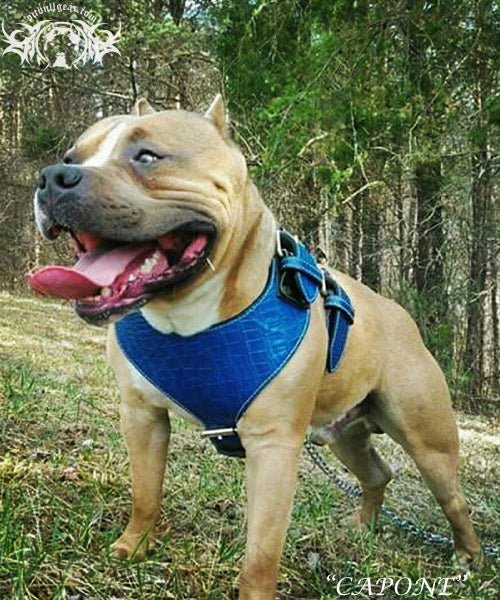 H1 - Arnés de cuero para perros hecho a medida