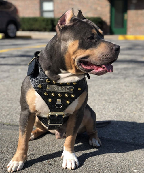 NH8 - Personalized Leather Dog Harness with Cone Spikes