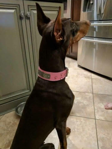 N11 - 1 1/2" placa de identificação coleira de cachorro de couro com pedras preciosas