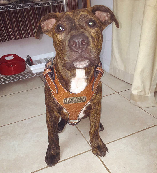 NH4 - Name Plate Leather Dog Harness - 7