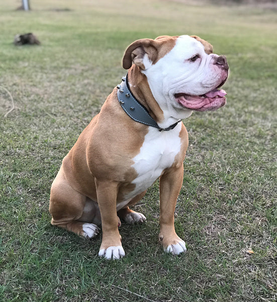 TW32 - Placa de identificación y tachuelas de cuero cónicas de 2" para collar