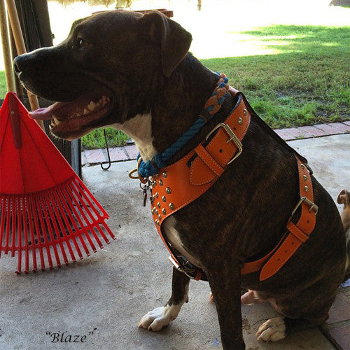 Y20 - Studded Leather Dog Harness - 3